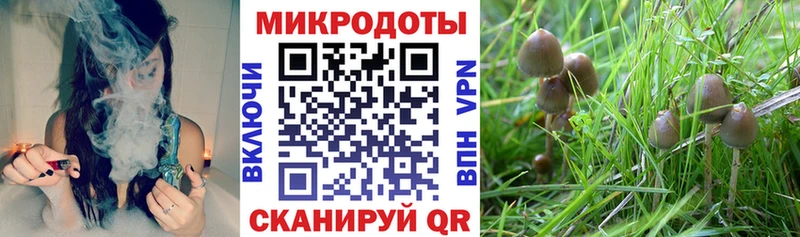 Купить где  Светлогорск  Псилоцибиновые грибы Cubensis 